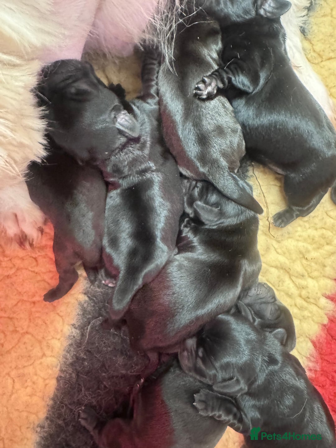 Mixed Breed dogs for sale: Schweenies  - Advert 4