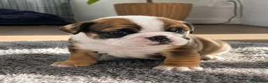 English Bulldog 1