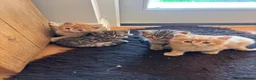 Mixed Breed cats for sale: Sweet tabby kittens (2 boys, 1girl) - Advert 7
