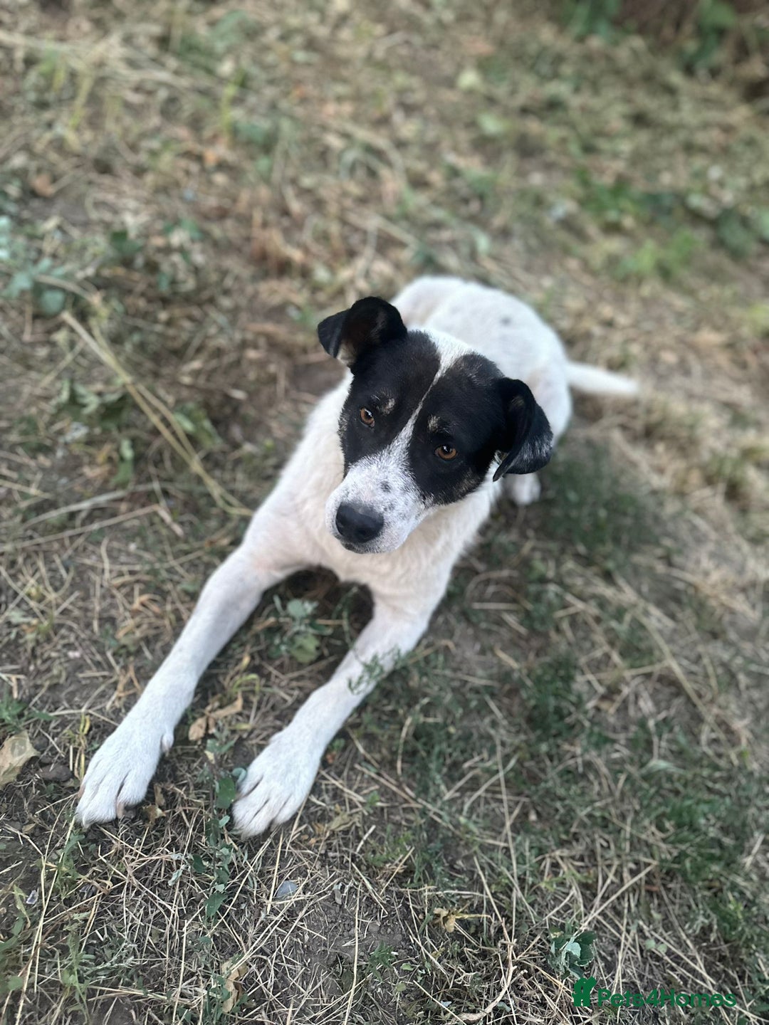 Mixed Breed dogs for adoption: PATROCLE – a Lovely boy for a Loving Home - Image 30