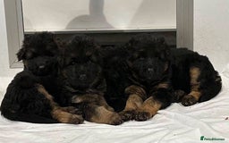 German Shepherd dogs for sale: 💥Champion🩸line KC Reg GermanShepherd puppy’s GSD - Image 22