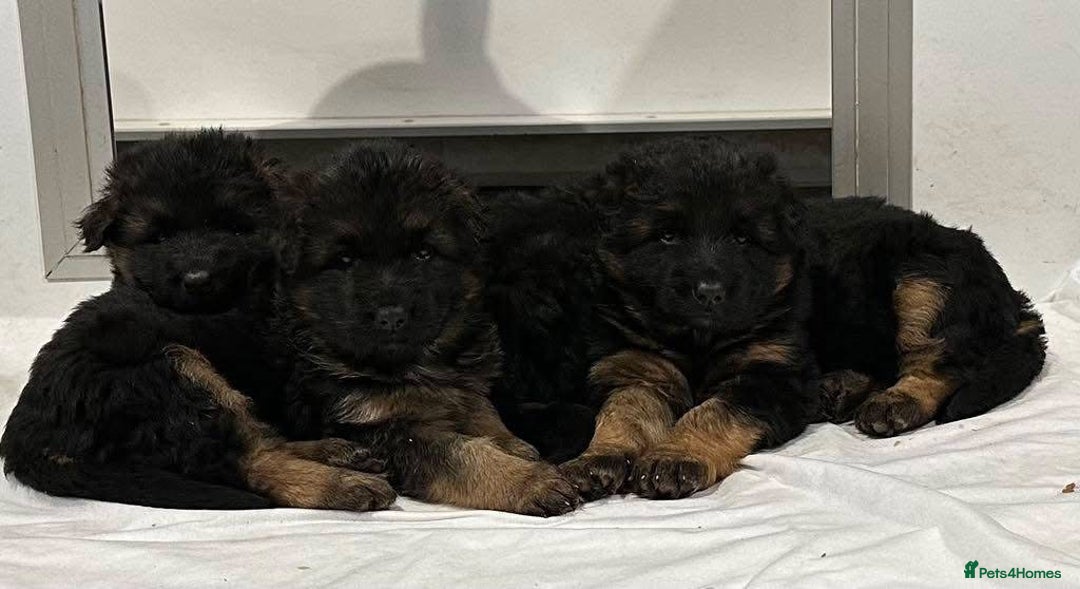 German Shepherd dogs for sale: 💥Champion🩸line KC Reg GermanShepherd puppy’s GSD - Image 22