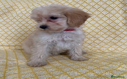 Maltipoo dogs for sale: WAITING LIST NOW OPEN Beautiful h/tested maltipoos - Image 13