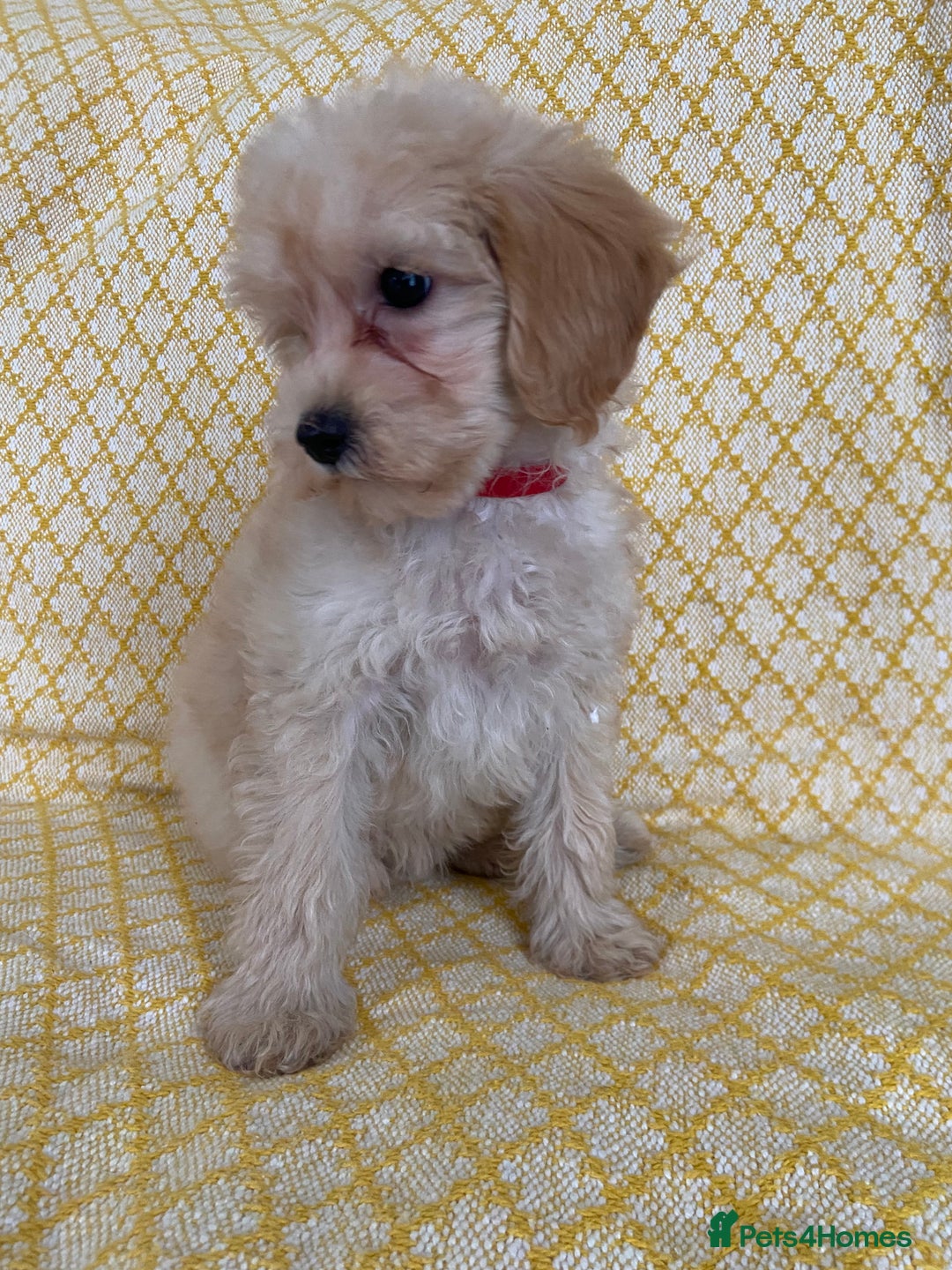Maltipoo dogs for sale: WAITING LIST NOW OPEN Beautiful h/tested maltipoos - Image 13