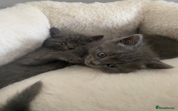 British Longhair cats for sale: British longhair kittens with Persian lineage - Image 14