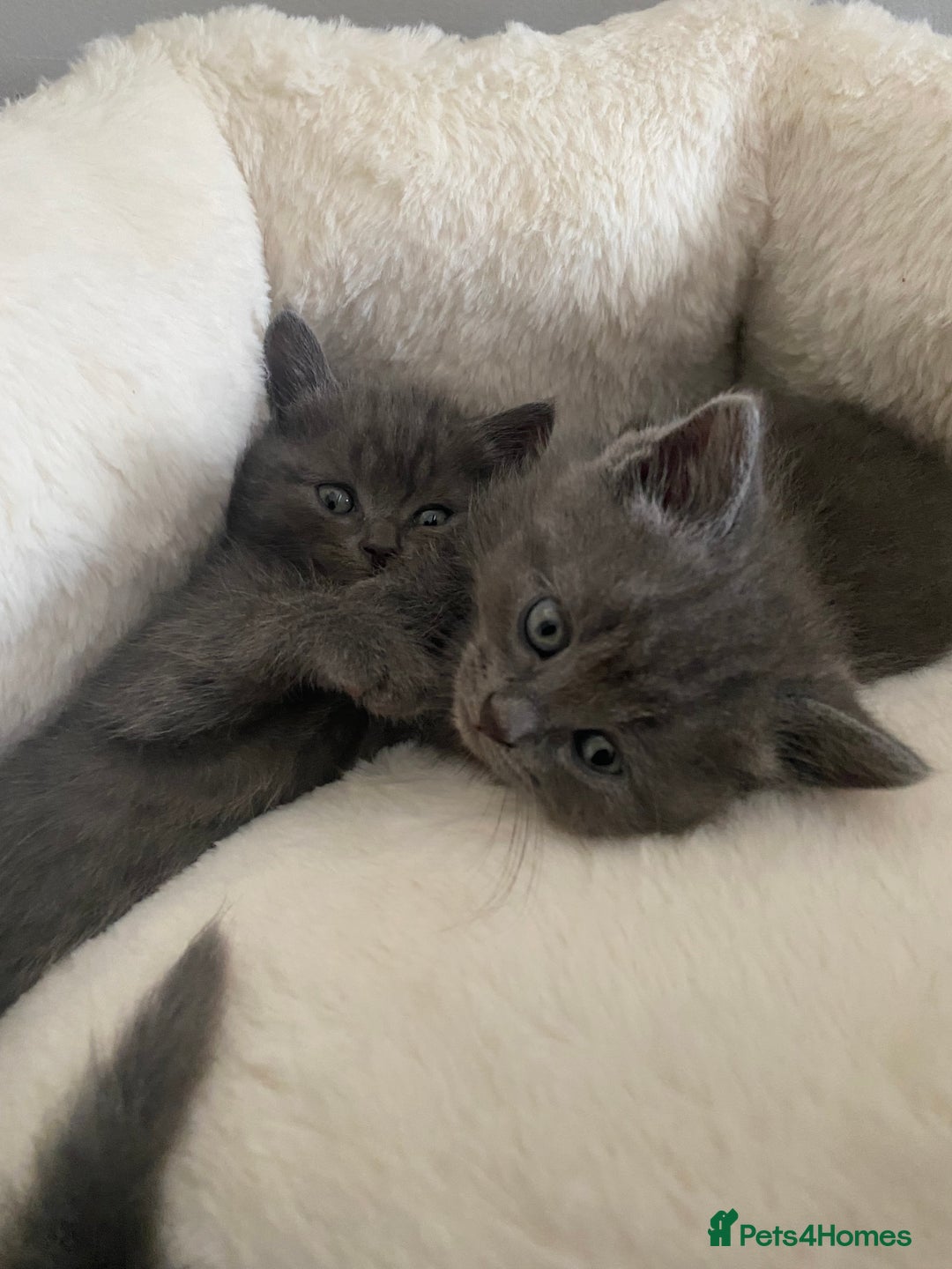 British Longhair cats for sale: British longhair kittens with Persian lineage - Image 14