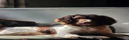 English Springer Spaniel dogs for sale: English Springer Spaniel Puppies - Advert 5