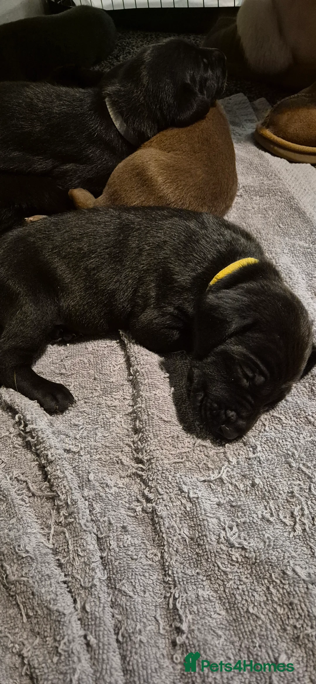 Mixed Breed dogs for sale: Belgian shepherd x weimaraner - Advert 7