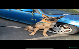 German Shepherd dogs for stud: German shepherd x Malinois for stud - Image 5