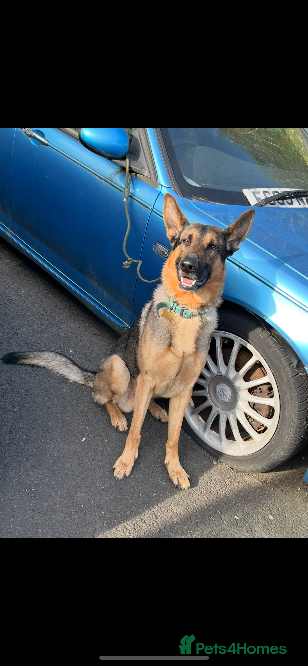 German Shepherd dogs for stud: German shepherd x Malinois for stud - Image 5