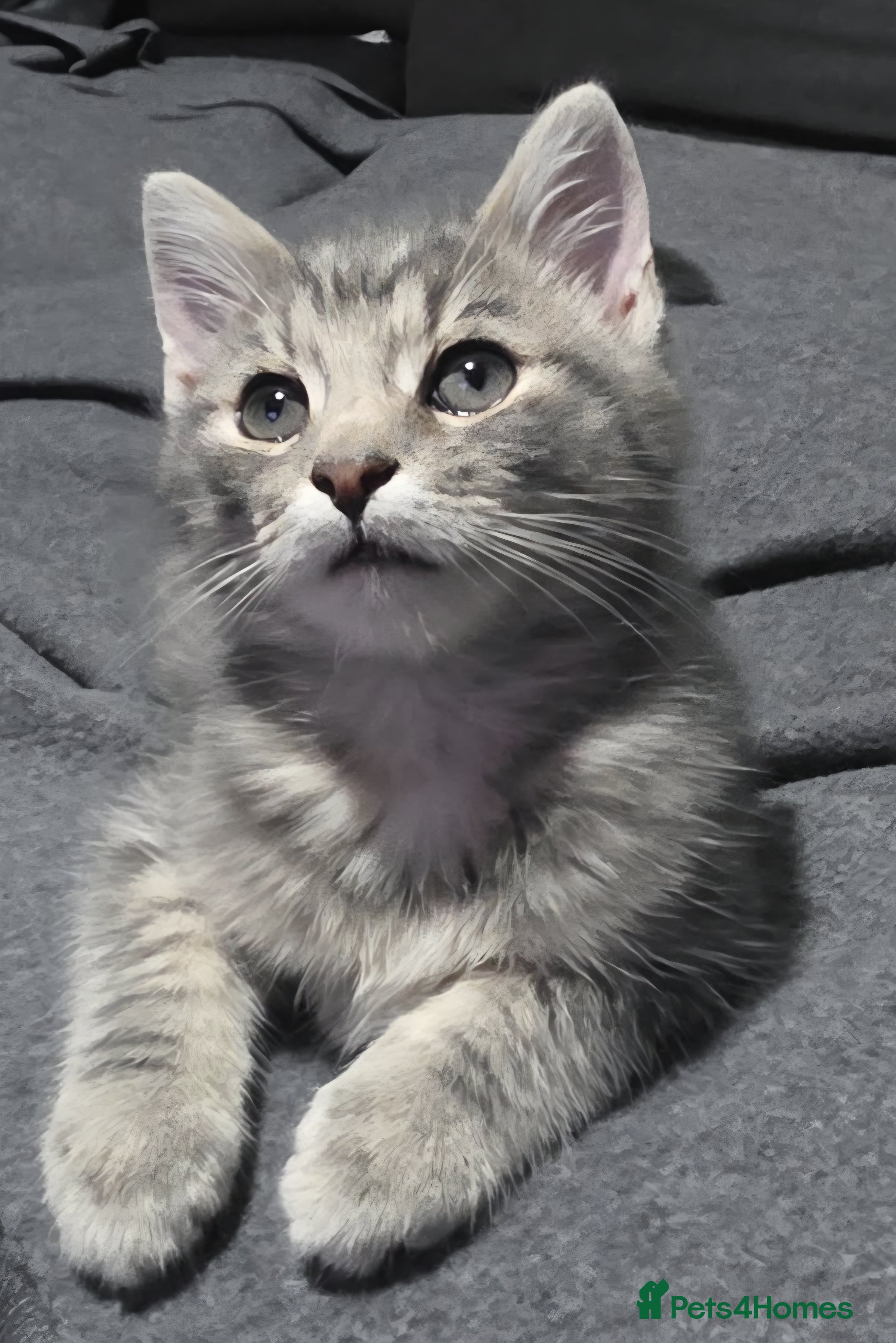 Mixed Breed cats GREY MIXED TABBY - only red boy left - Advert 5