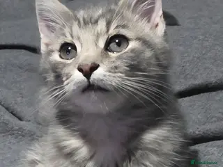 Mixed Breed cats GREY MIXED TABBY - only red boy left - Advert 5