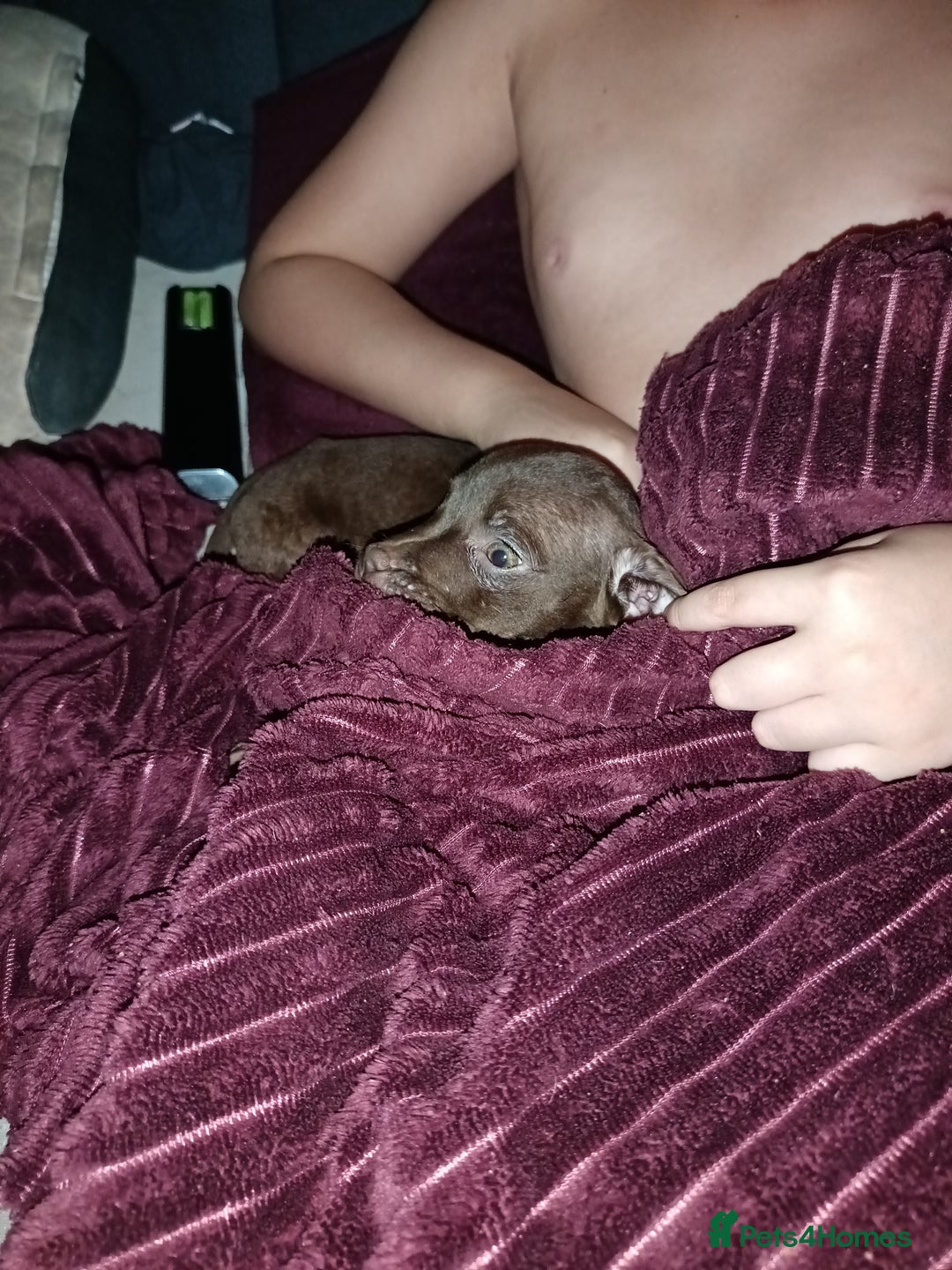 Mixed Breed dogs for sale: Staffy cross - Image 6