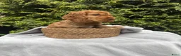 Cocker Spaniel dogs for sale: ORIGINAL SHOW TYPE COCKERS 🐾 - Advert 4