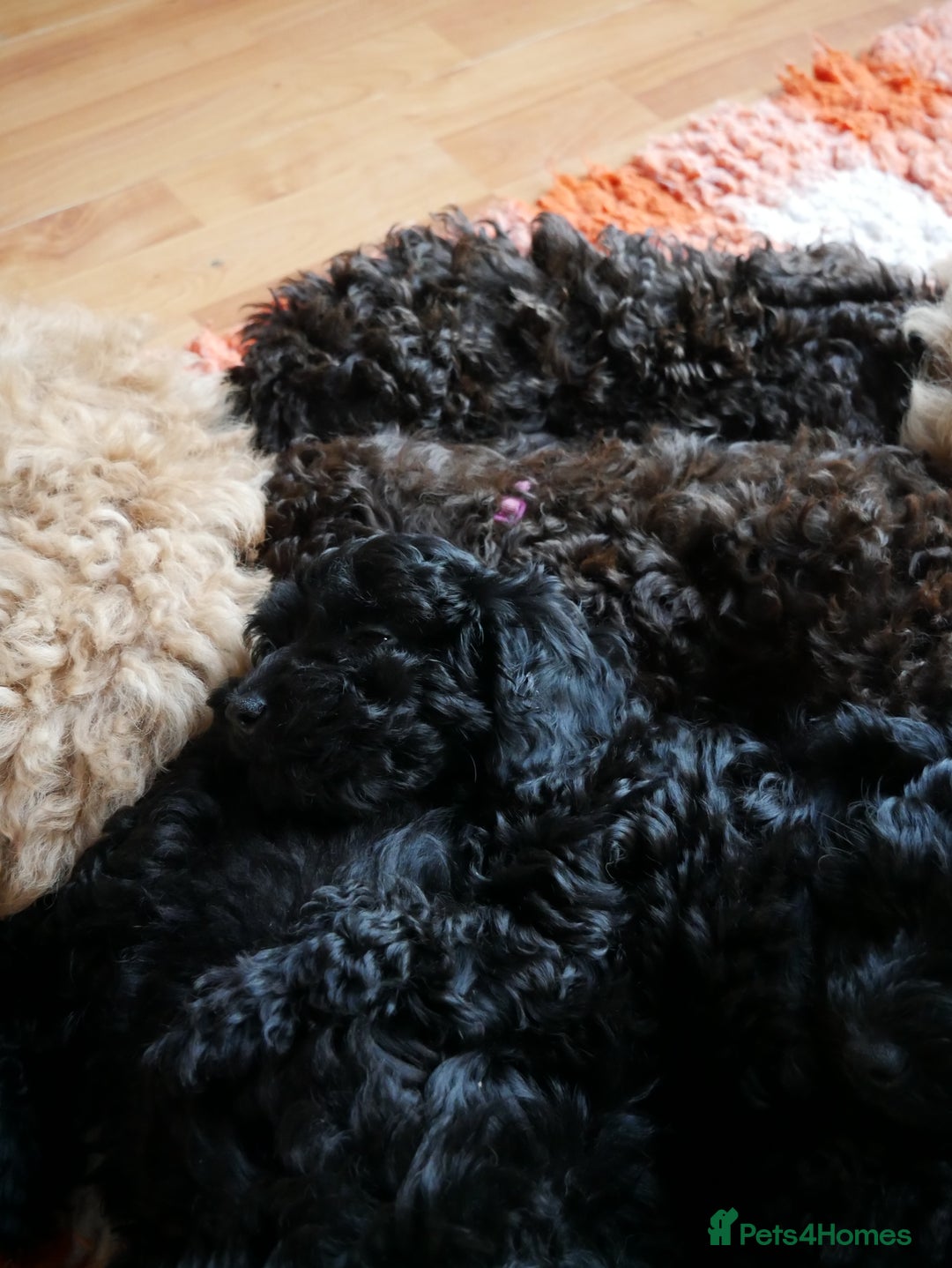 Sproodle dogs for sale: 10 FB2 sproodles puppies  - Advert 6