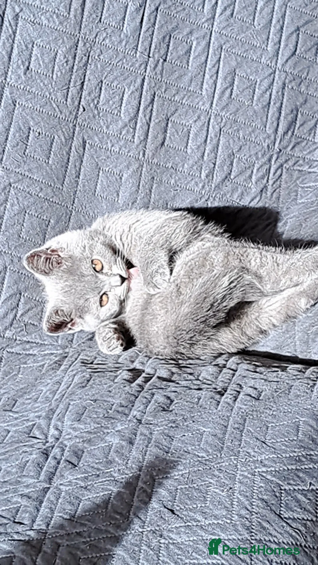 British Shorthair cats for sale: British Shorthair Blue is AVAILABLE  - Advert 5