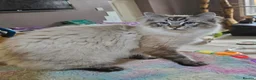 Ragdoll cats for sale: Seal and Blue Tabby female Ragdolls - Advert 6