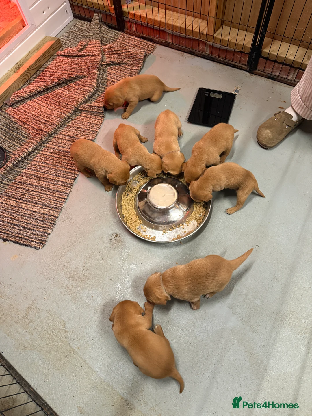 Labrador Retriever dogs for sale: FULLY HEALTH TESTED FOX RED LABRADOR PUPPIES - Advert 1