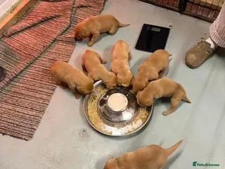 Labrador Retriever dogs FULLY HEALTH TESTED FOX RED LABRADOR PUPPIES - Advert 1