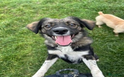 Mixed Breed dogs for adoption: MABEL - Image 8