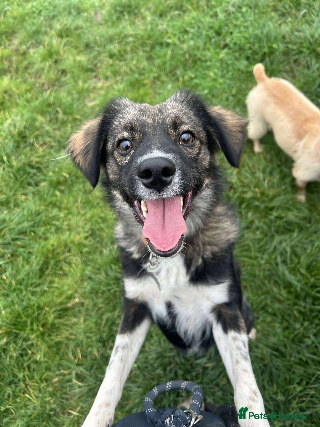 Mixed Breed dogs for adoption: MABEL - Image 8