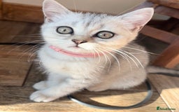 British Shorthair cats for sale: 🐾🌟 Stunningly Rare Silver Tipped (ns12) BSH 🌟🐾 - Image 2
