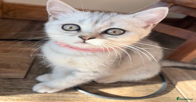 British Shorthair cats - Advert 6