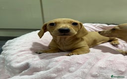 Miniature Dachshund dogs for sale: 🥰 3 cream smooth haired ready 6th November🥰  - Image 24