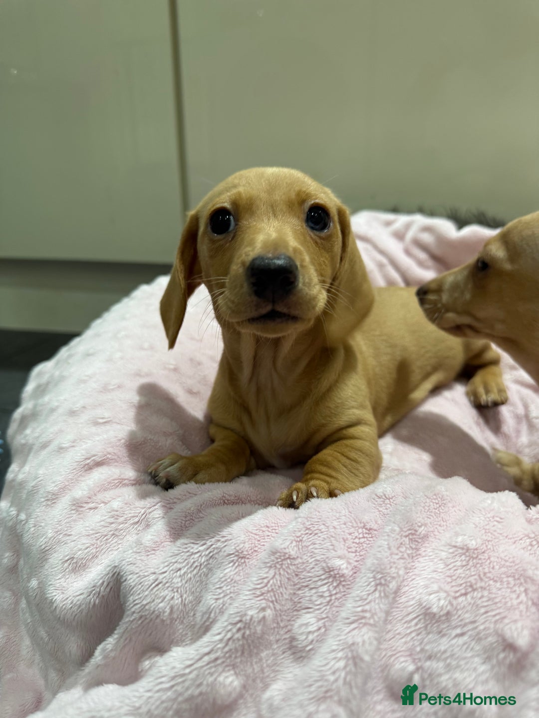 Miniature Dachshund dogs for sale: 🥰 3 cream smooth haired ready 6th November🥰  - Image 24