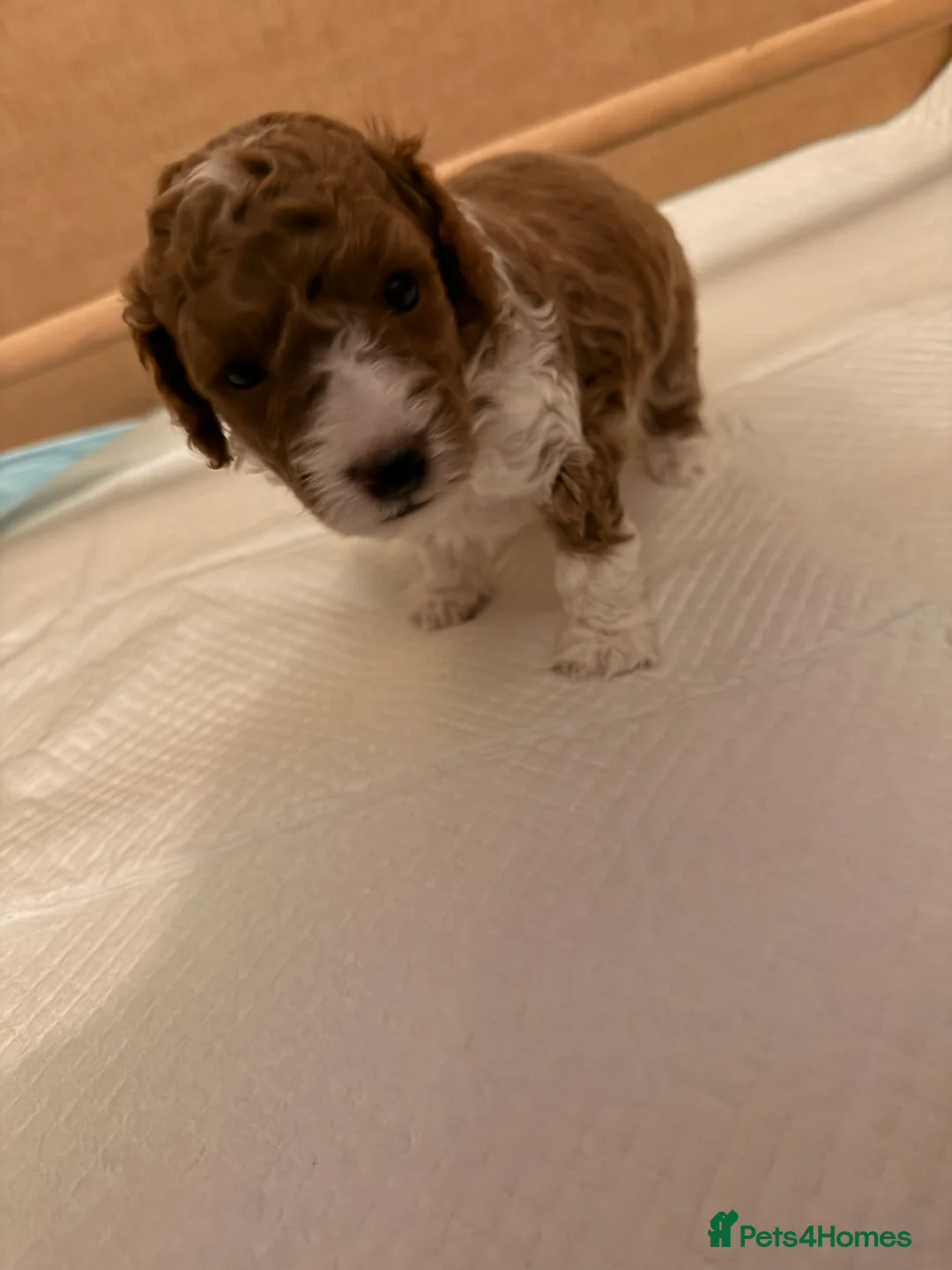 Cockapoo dogs for sale: Toy Poodle x Cockapoo Puppies Family Raised in Hayes - Advert 10