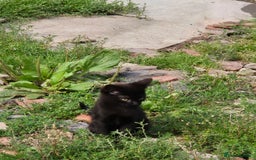 Mixed Breed cats for sale: Lovely  kittens  ready  to go - Image 12