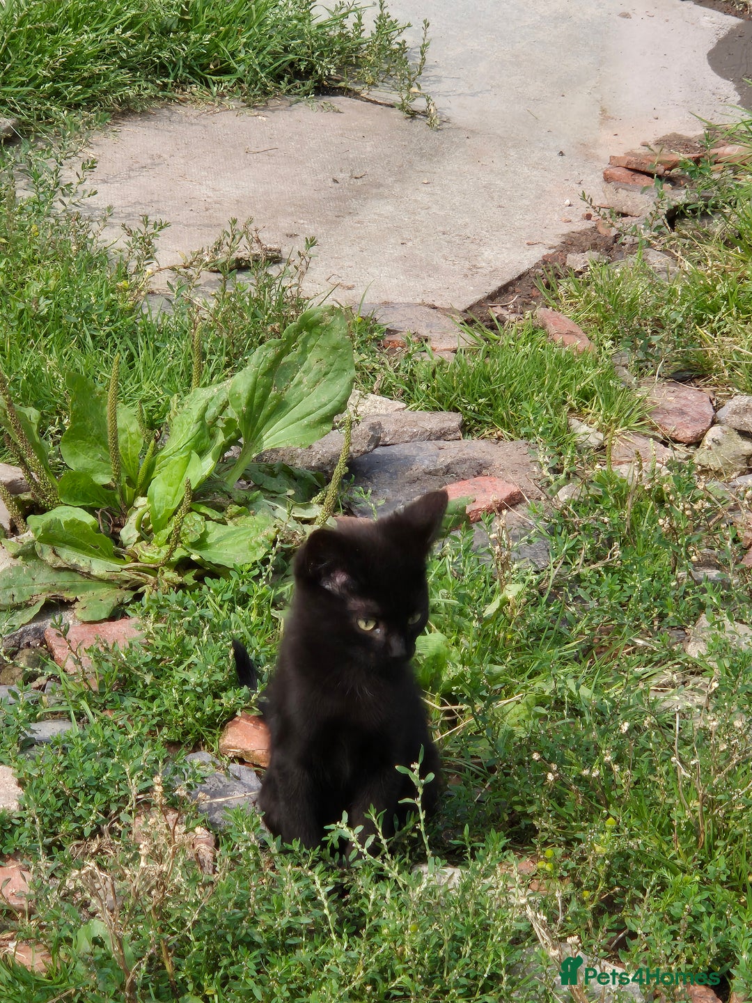 Mixed Breed cats for sale: Lovely  kittens  ready  to go - Image 12