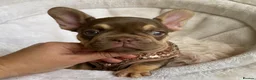 French Bulldog dogs for sale: FRENCH BULLDOGS, MERLE, ROJO, ISABELLA NEWSHADE. - Advert 4