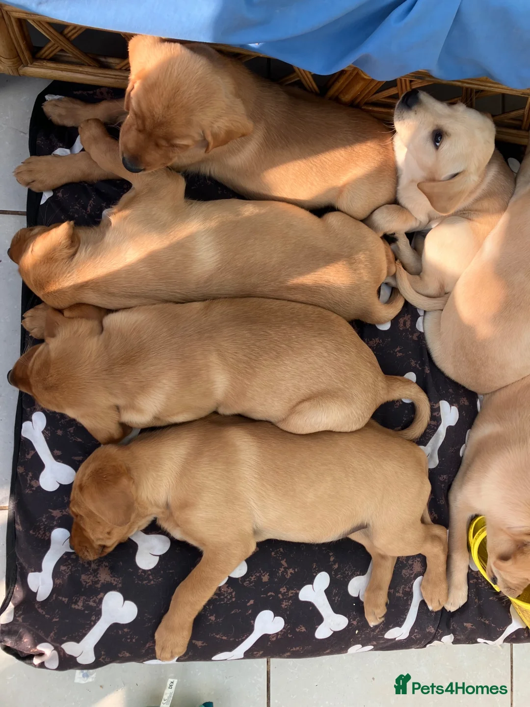 Labrador Retriever dogs for sale: Yellow Labrador puppies in Chard - Advert 8