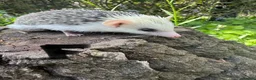 Pygmy Hedgehog rodents for sale: 9 week hoglets/ full masked/ reverse pinto READY   - Advert 5