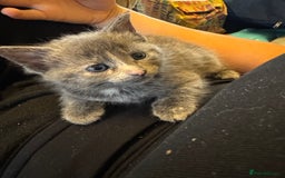 Russian Blue cats for sale: Blue Russian mix - Image 3