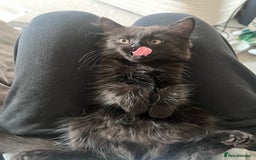 Mixed Breed cats for sale: 3 kittens for sale  - Image 10