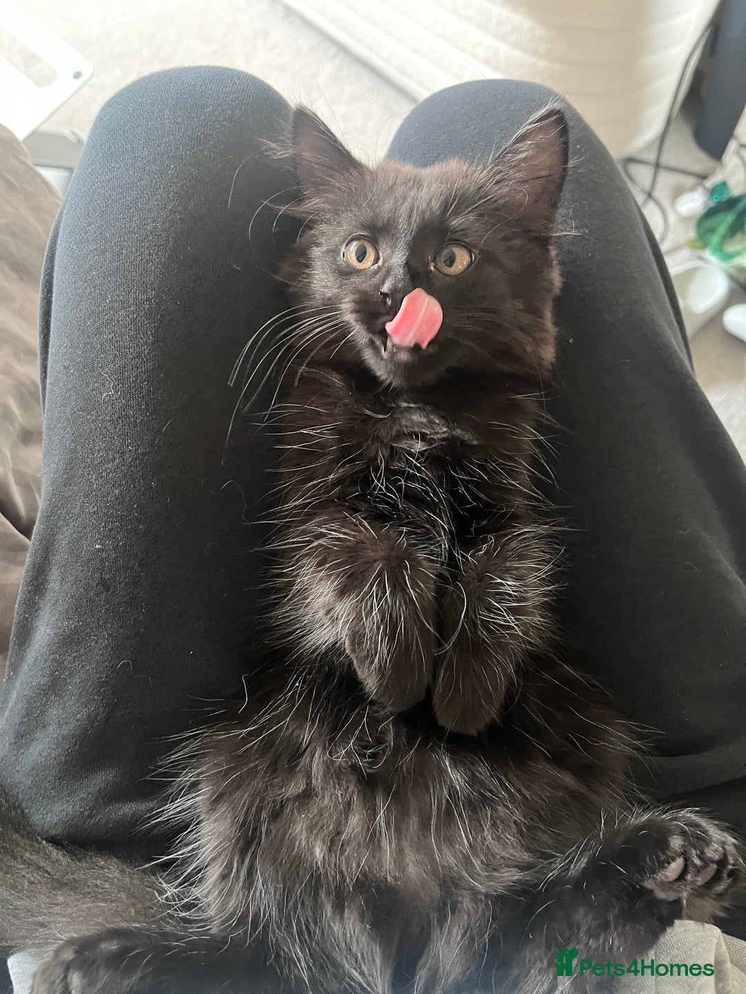 Mixed Breed cats for sale: 3 kittens for sale  - Image 10