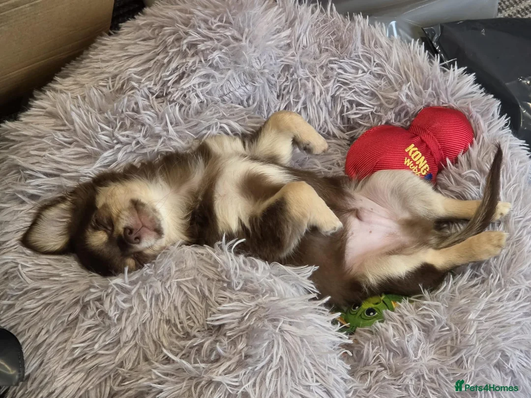Chihuahua dogs for sale: Chihauhau - Advert 6