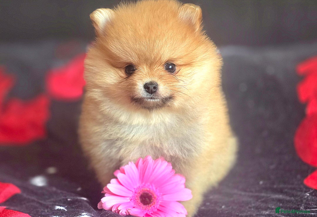 Pomeranian dogs for sale: 🔥XXXS🔥Pomeranian puppies🔥KC reg🔥for sale🔥 - Image 7
