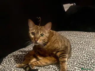 Bengal cats Bengal cat for sale - Advert 6