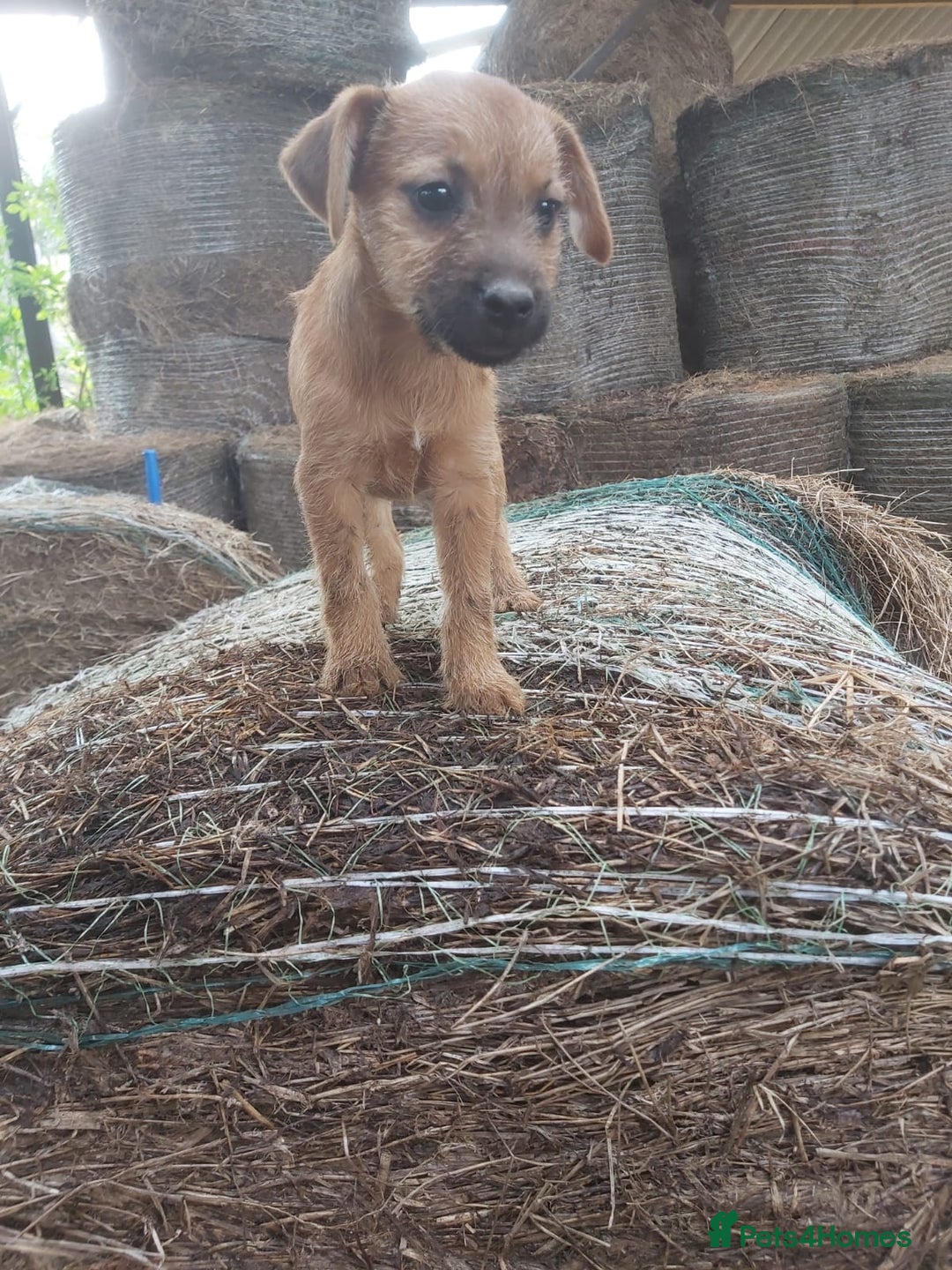 Mixed Breed dogs for sale: 6 lakeland terrier cross bitchs - Image 14