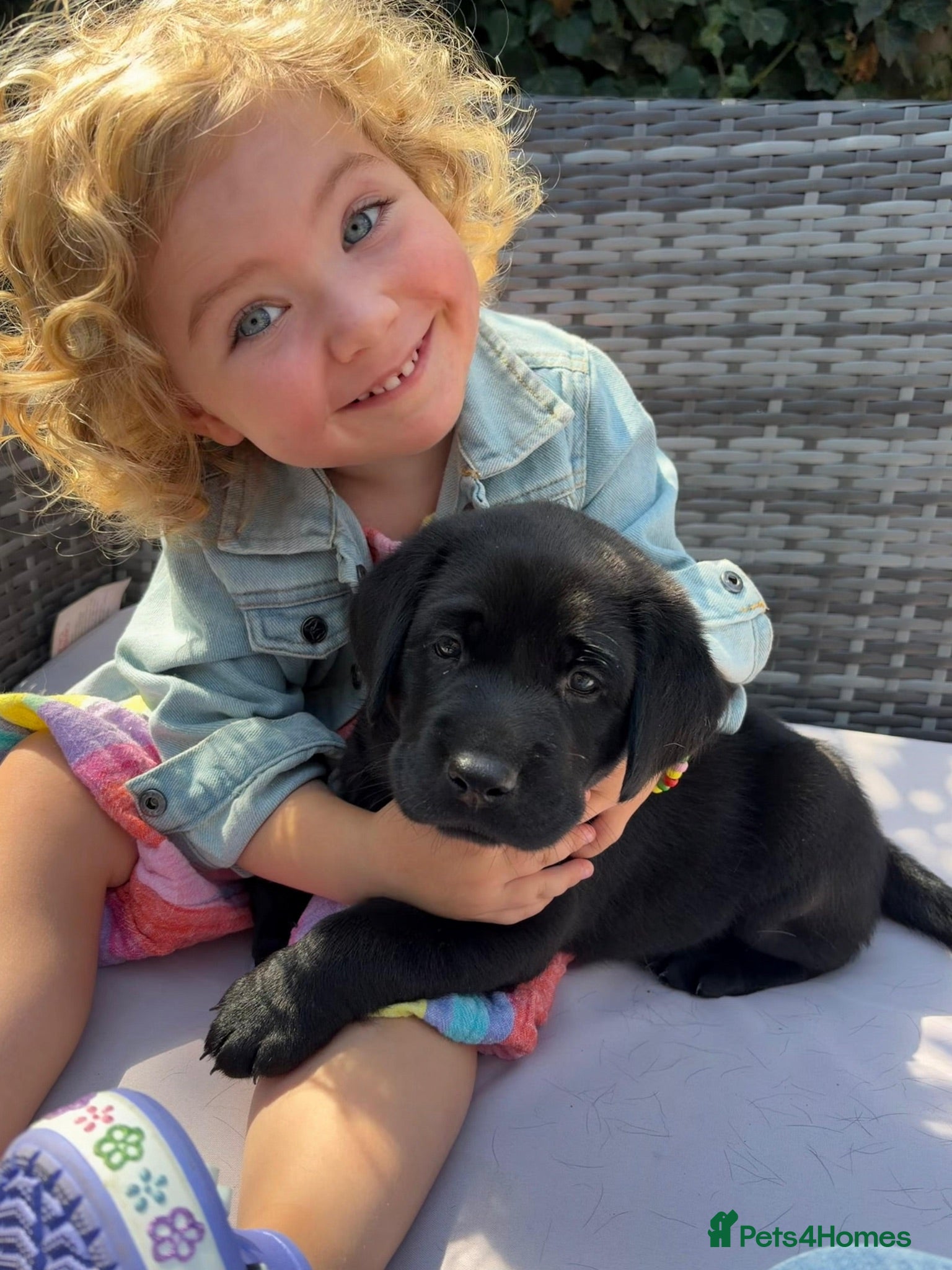 Labrador Retriever dogs 3 kc reg Labrador pups looking for new homes.  - Advert 5