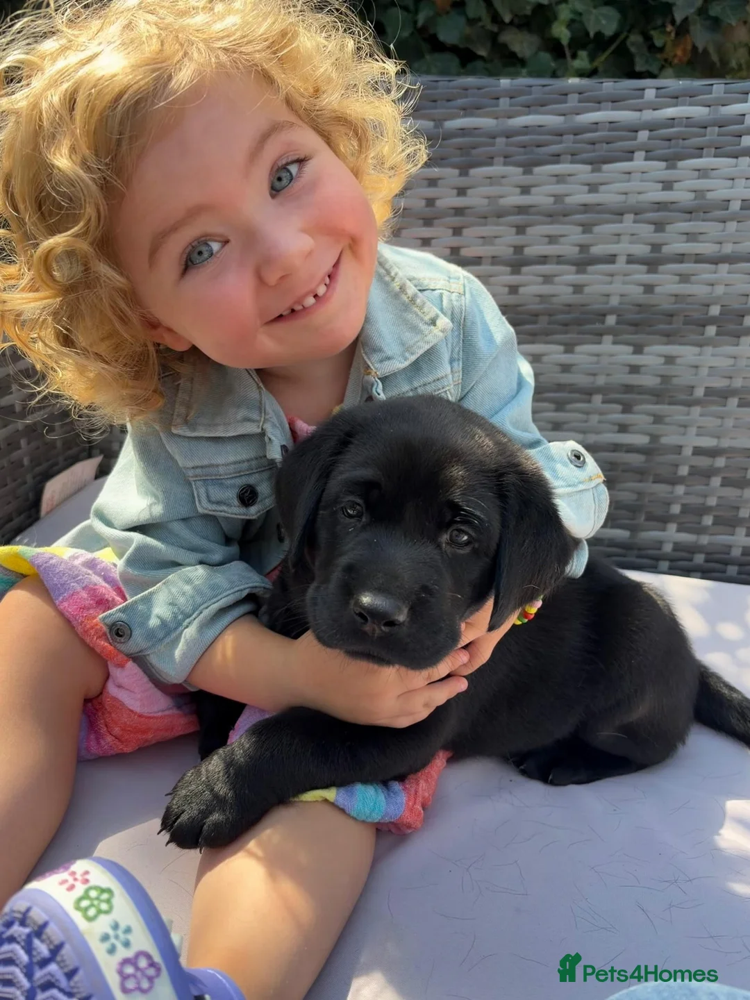 Labrador Retriever dogs for sale: 3 kc reg Labrador pups looking for new homes.  - Advert 1