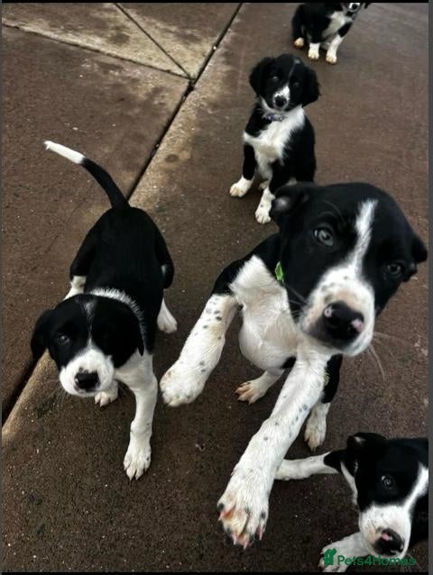 Border Collie dogs Border collie for sale female/male  - Advert 11