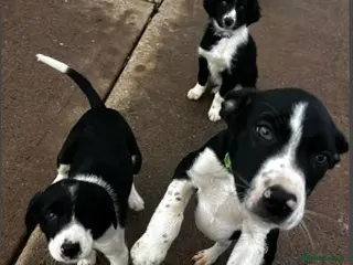 Border Collie dogs Border collie for sale female/male - Advert 11