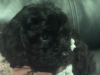 Cavapoo dogs Ready now, extensively health tested F1 cavapoo - Advert 18