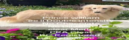 Miniature Dachshund dogs for sale: KC Pure English Cream Longhair Miniature Dachshund in Ibstock - Advert 11