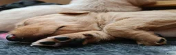 Labrador Retriever dogs for sale: Beautiful Labrador Puppies!  - Advert 2