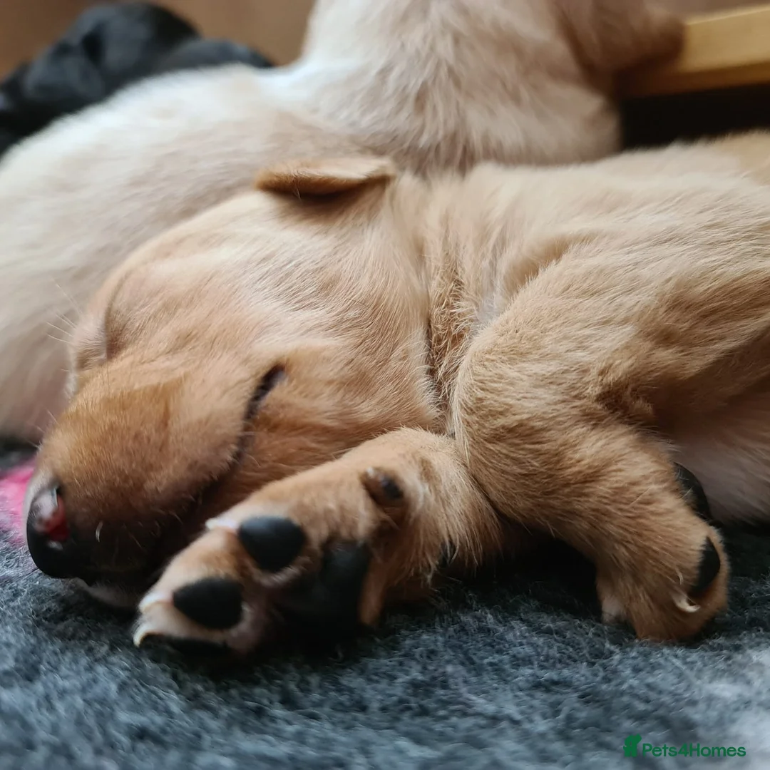Labrador Retriever dogs for sale: Beautiful Labrador Puppies!  - Advert 2